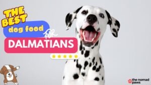 Best Food for Dalmatians: What to Feed Your Dog in 2024