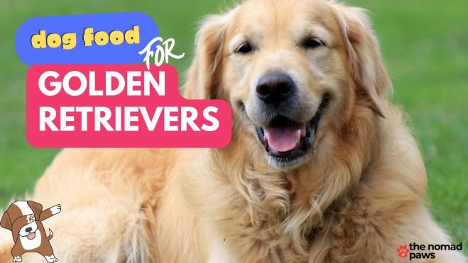 Best Dog Food for Golden Retrievers: What to Feed Your Dog in 2024