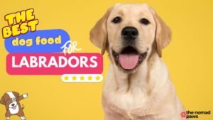 Best Food for Labradors: What to Feed Your Dog in 2024