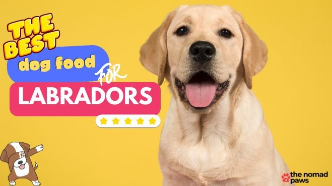 Best Food for Labradors: What to Feed Your Dog in 2024