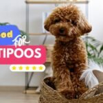 Best dog food for Maltipoos