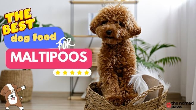 Best Food for Maltipoos: What to Feed Your Dog in 2024