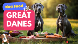 Best Food for Great Danes: What to Feed Your Dog in 2024