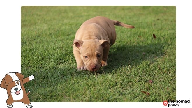 Fat Pit Bull American Terrier