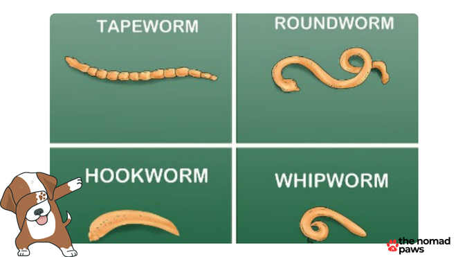 How do you get rid of worms in dogs ASAP?