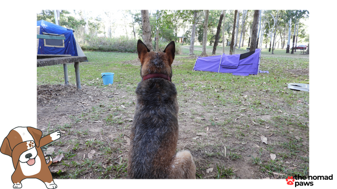 How do you tether a dog while camping?