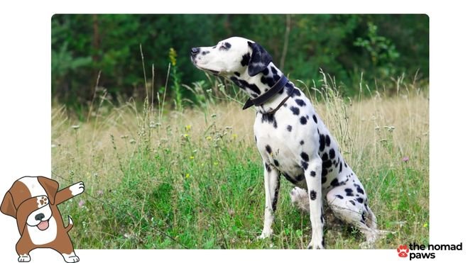 Is salmon good for Dalmatians?