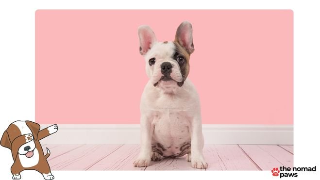 Is wet or dry food better for French bulldogs