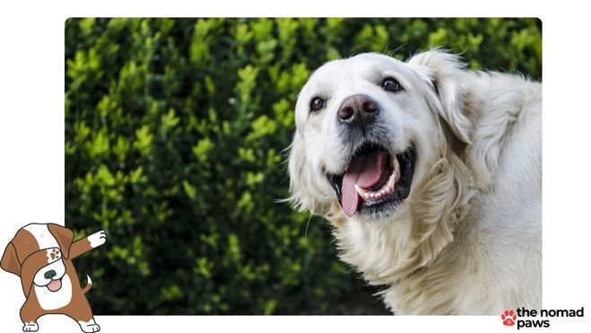 Is wet or dry food better for golden retrievers?