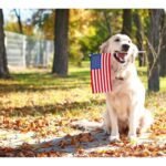 New CDC Regulations for Dogs Entering the U.S. Now in Effect