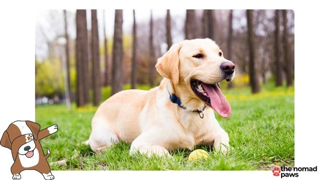 Omega3 Labrador Fur