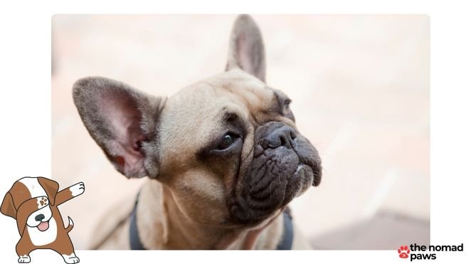 Should French bulldogs be grain free?