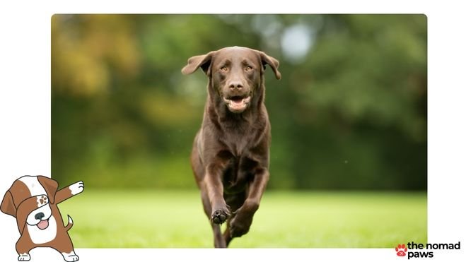 What is the best food for Labradors?