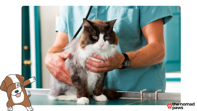 What kills intestinal parasites in cats?