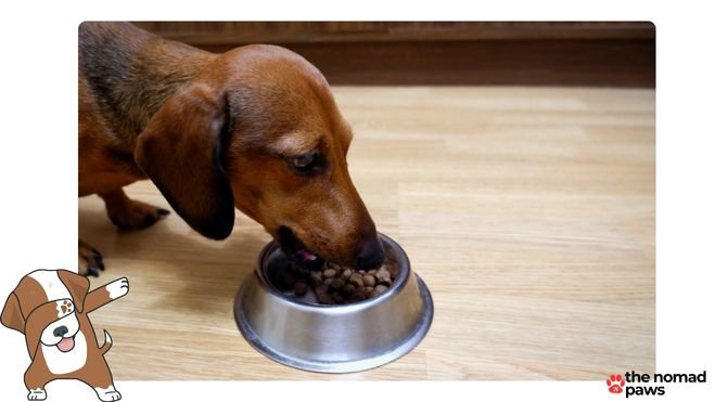 best dog food for dachshunds with skin allergies