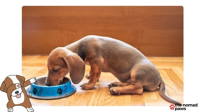 best dog food for mini dachshunds