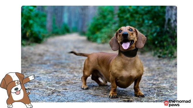 best dry dog food for dachshunds