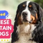 best food for bernese mountain dogs