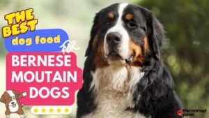 Best Food for Bernese Mountain Dogs: What to Feed Yoour Dog in 2024