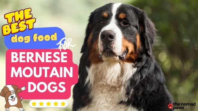 Best food for bernese mountain puppy hotsell