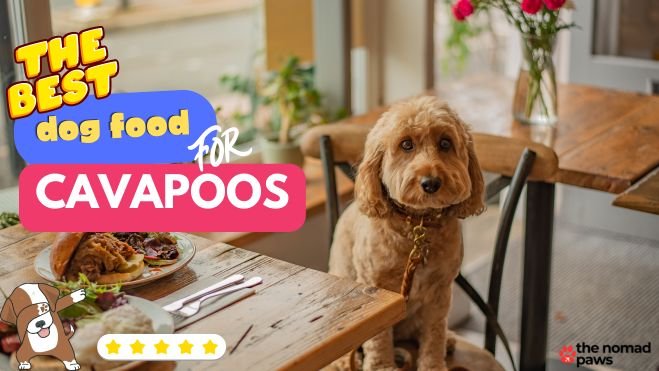 best food for cavapoos