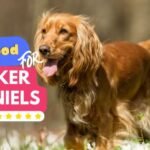 Best Food for Cocker Spaniels: What to Feed Your Dog in 2024