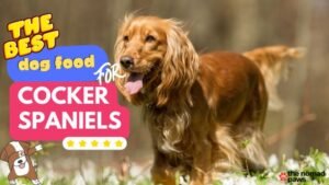 Best Food for Cocker Spaniels: What to Feed Your Dog in 2024
