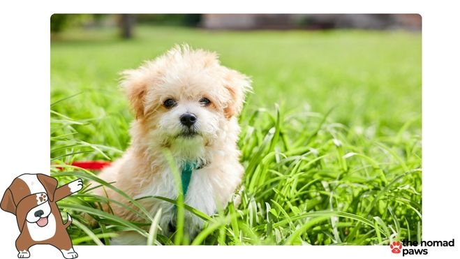 best puppy food for maltipoo