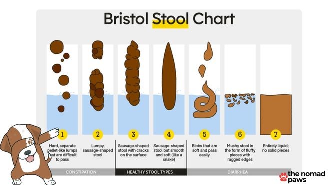 bristol stool chart