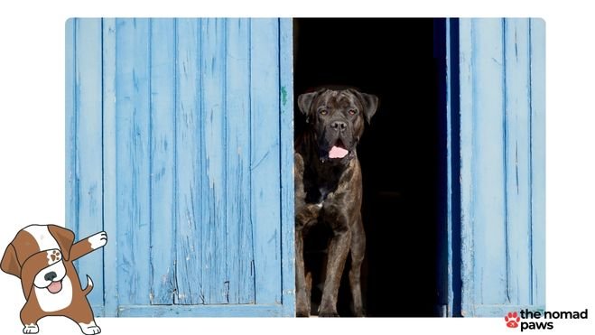 cane corso heat