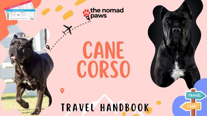 Cane Corso Travel Handbook: Expert Tips and Advice