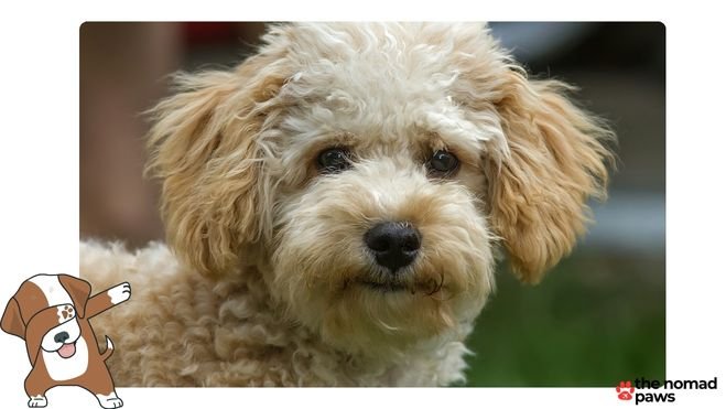 cavapoo puppy dog food