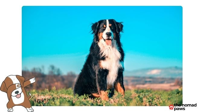 do bernese mountain dogs need a special diet