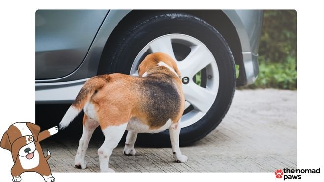 how can i help my dog with car fear