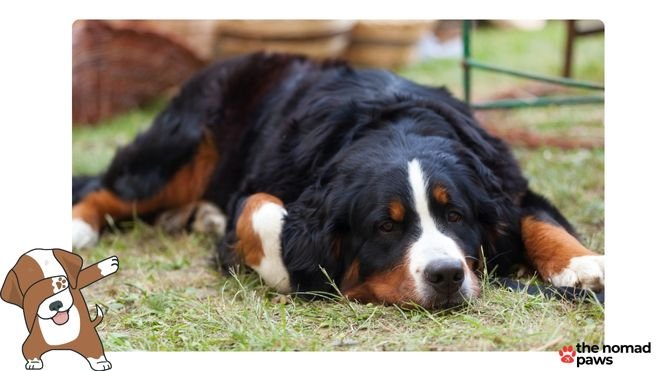 how do you keep bernese healthy