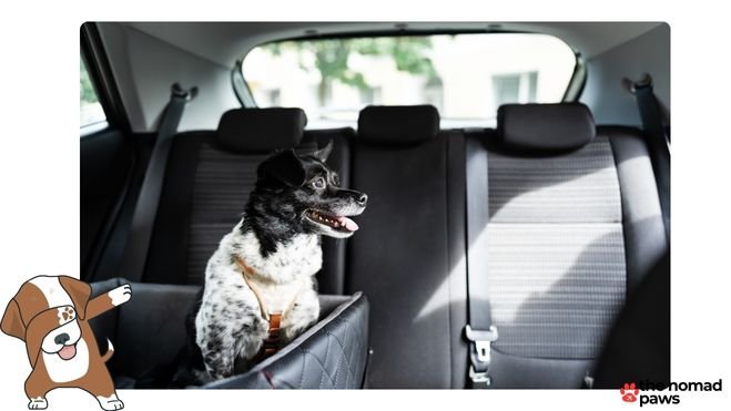 how to make car rides easier for dogs