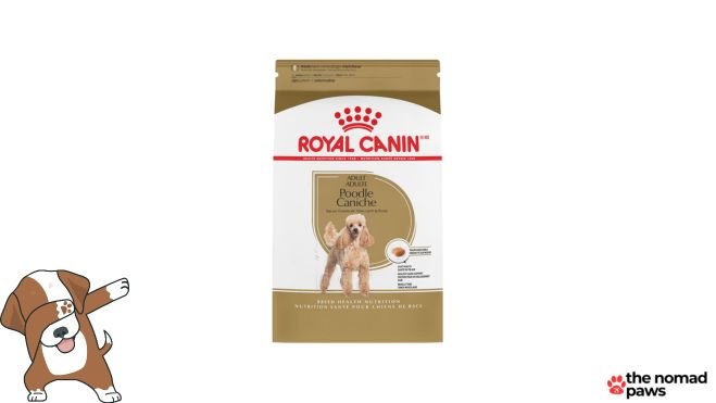 royal canin poodle adult dry dog food