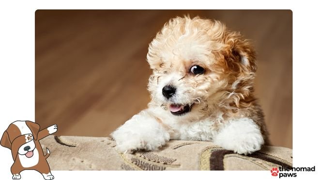 what is the best food for a maltipoo puppy