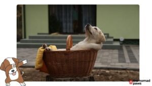 Can You (REALLY) Calm Your Anxious Dog with Dog Pheromone Products?