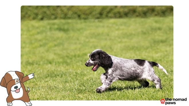 best dog food for cocker spaniels with allergies