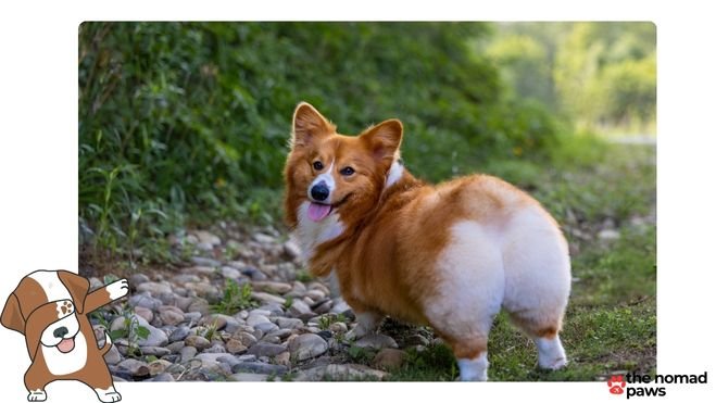 best food for corgi puppy