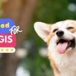 best food for corgis