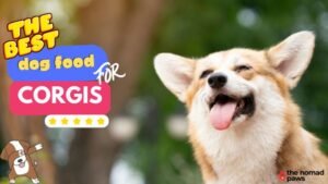 Best Food for Corgis: What to Feed Your Dog in 2024