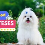best food for maltese dogs