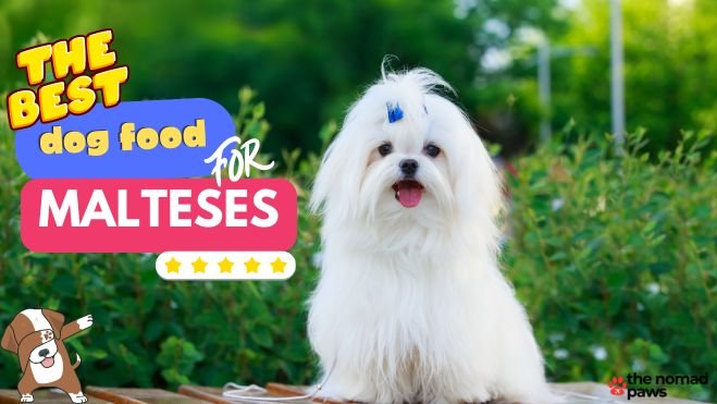 best food for maltese dogs