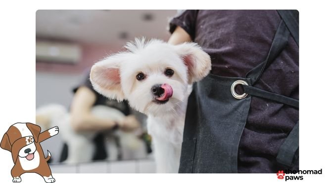 best food for maltese puppy