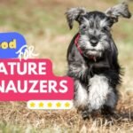best food for miniature schnauzers
