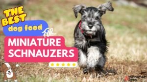 Best Food for Miniature Schnauzers: What to Feed Your Dog in 2026
