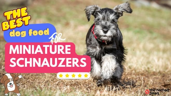 best food for miniature schnauzers