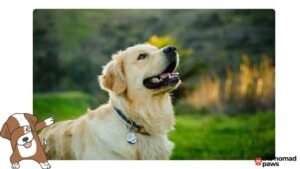 How to Make My Dog an Emotional Support Dog: a Step-by-Step Guide